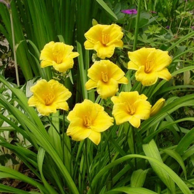 Hemerocallis Stella d Oro - Sásliliom 