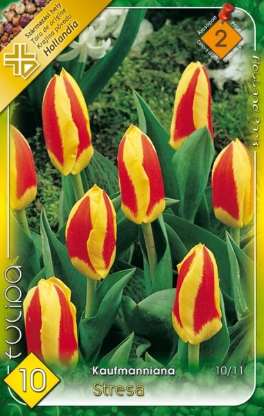 Tulipán virághagyma 10-db-os stresa