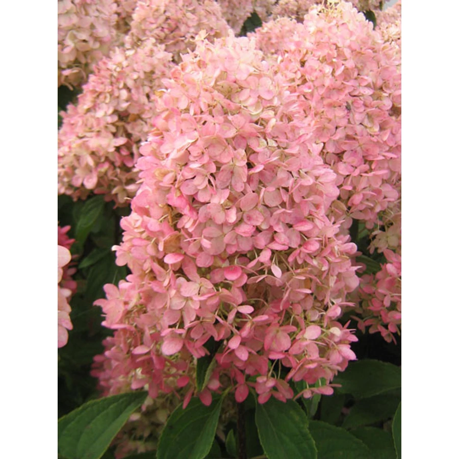 Hydrangea paniculata Magical Summer - Bugás hortenzia 30/50