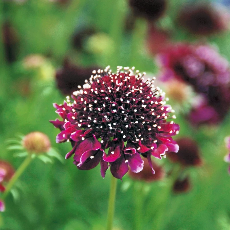 Scabiosa columbaria Summer Nights Ördögszem CS14 	