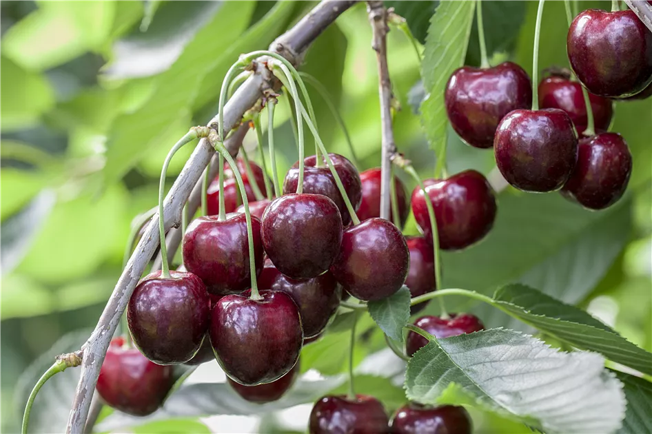 Prunus avium Sunbrust - Cseresznye 1/2 törzses k5