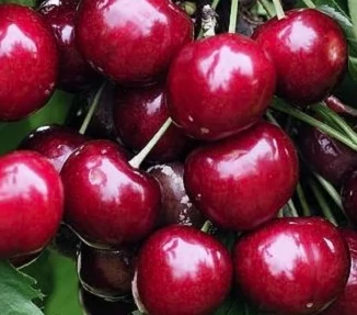 Gyümölcsfa Sunburst Cseresznye K5