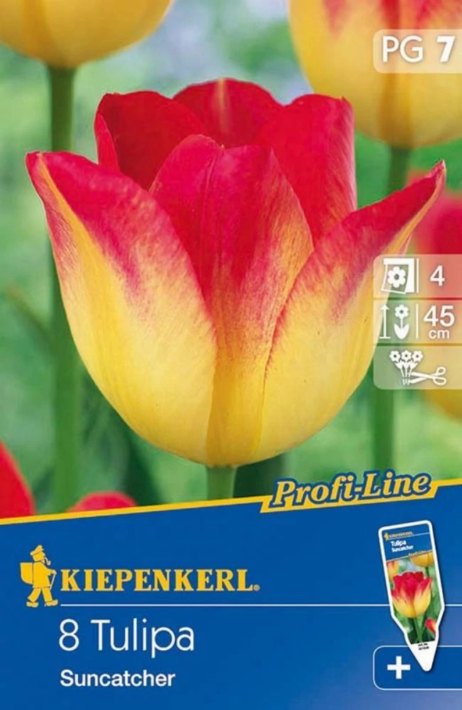 Kiepenkerl Profi-Line Triumph Suncatcher tulipán virághagymák 8 db