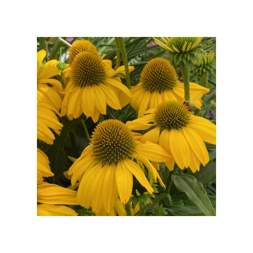 Echinacea - Kasvirág SunSeekers Citrus D14