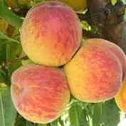Prunus persica Suncrest - Őszibarack törzses K5