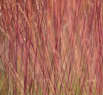 Festuca Sunrise - Csenkesz K2