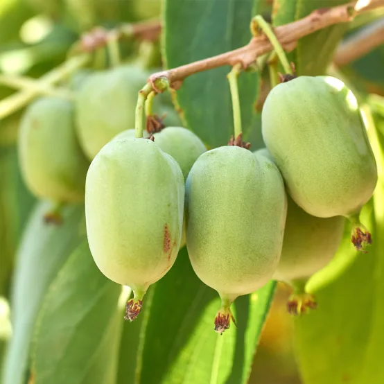 Actinidia arguta 'Super Jumbo' - Zöld termésű, édes, ízletes kivi 50/60 K2