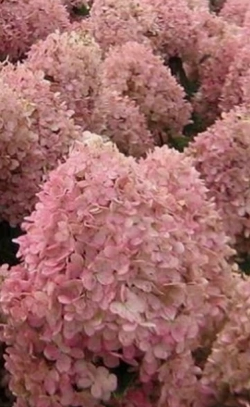 Hydrangea paniculata Magical Sweet Summer 'Bokrathirteen' - Bugás hortenzia 10-20 K2