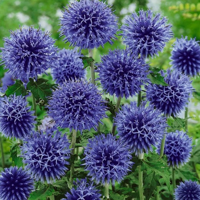 Echinops bannaticus Taplow Blue - Szamárkenyér CS14