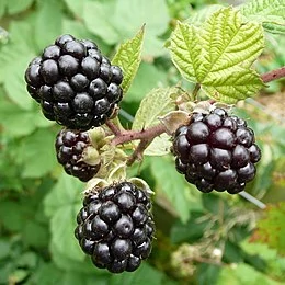 Rubus fruticosus 'Thornfree' - Tüskétlen fekete szeder K2 40/50