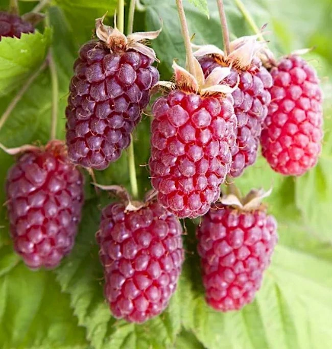 Rubus loganobaccus - Kaliforniai szedermálna, nagy termésű K2 40/50
