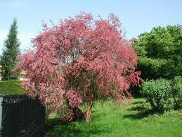 Tamarix tetrandra - Tamariska K3L 60/80