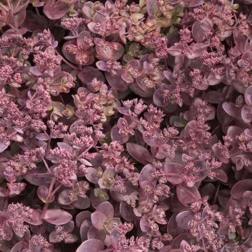 Sedum SunSparkler Cherry Tart - Varjúháj D14