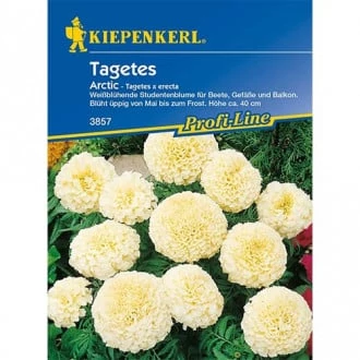 Kiepenkerl Tagetes Arctic bársonyvirág vetőmag