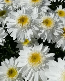 Leucanthemum féltelt virágú -  Margaréta CS14