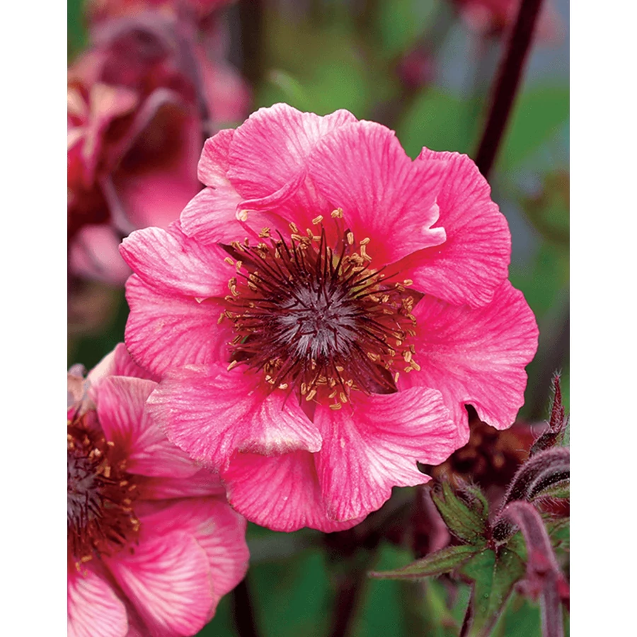 Geum Tempo Rose- Gyömbérgyökér CS14
