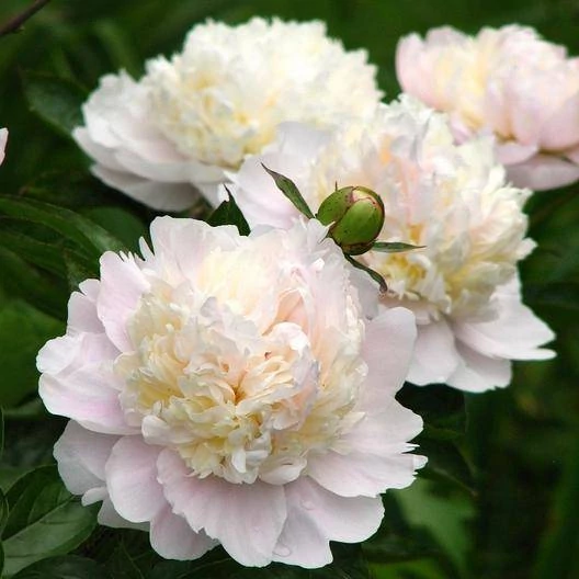 Paeonia lactifora Shirley Temple- Bazsarózsa 3L