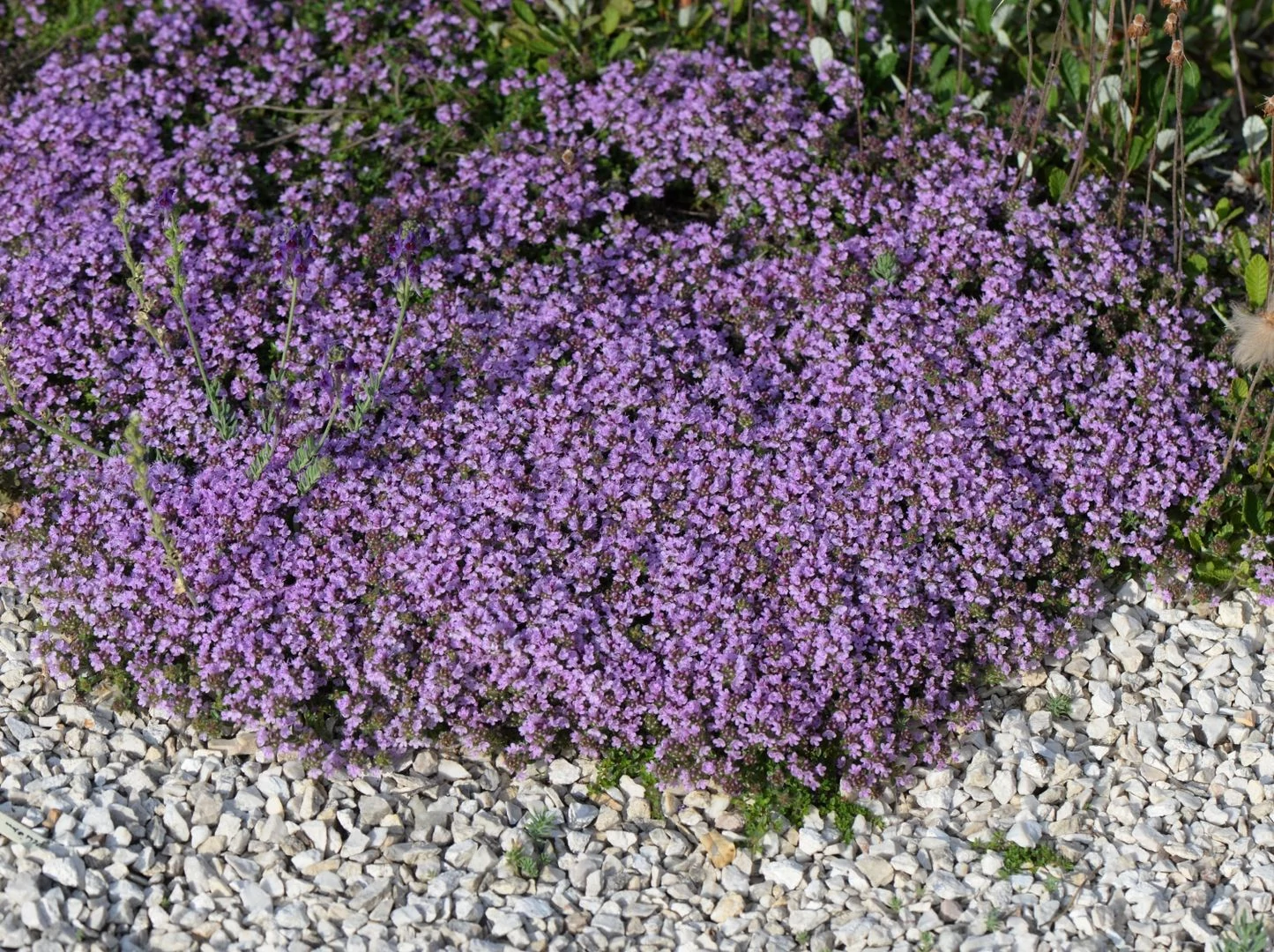 Thymus Elfin - Díszes kakukkfű