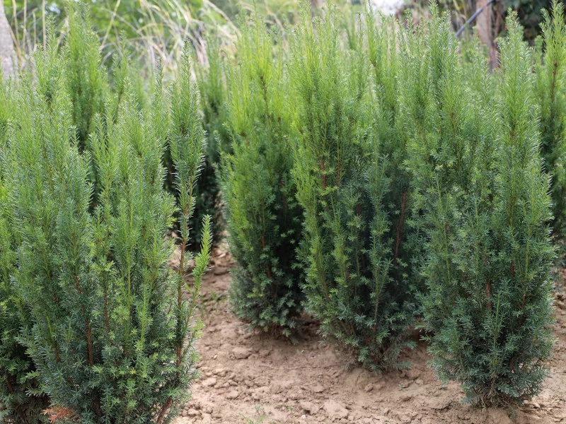 Taxus baccata Lakatos - Tiszafa Lakatos oszlopos 100/125 K25/30