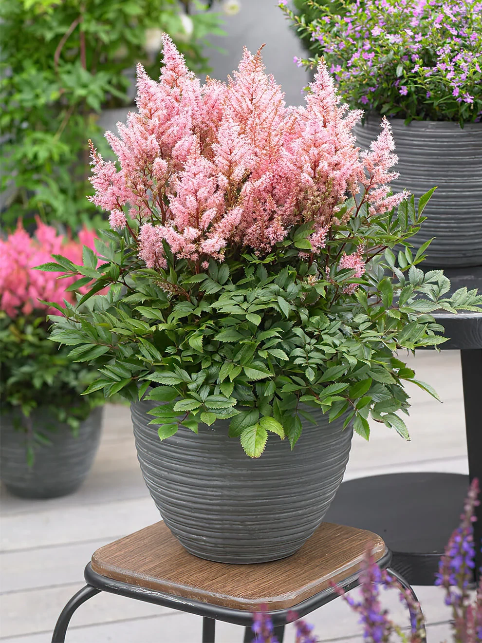 Astilbe - Tollbuga Look At Me
