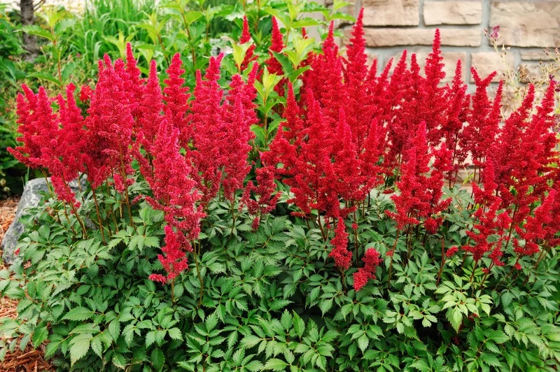 Astilbe - Tollbuga Hot Pearls Cs2l