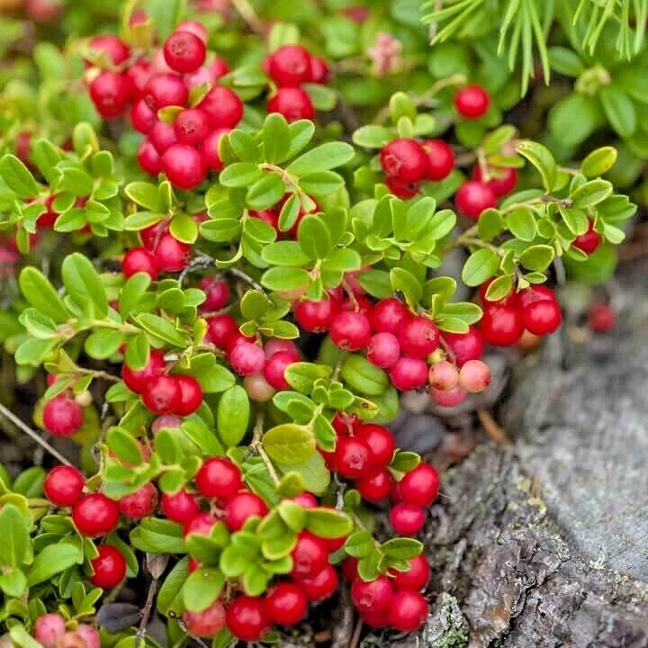Vaccinium macrocarpon 'Cranberry'- Amerikai Tőzegáfonya K2 30/50