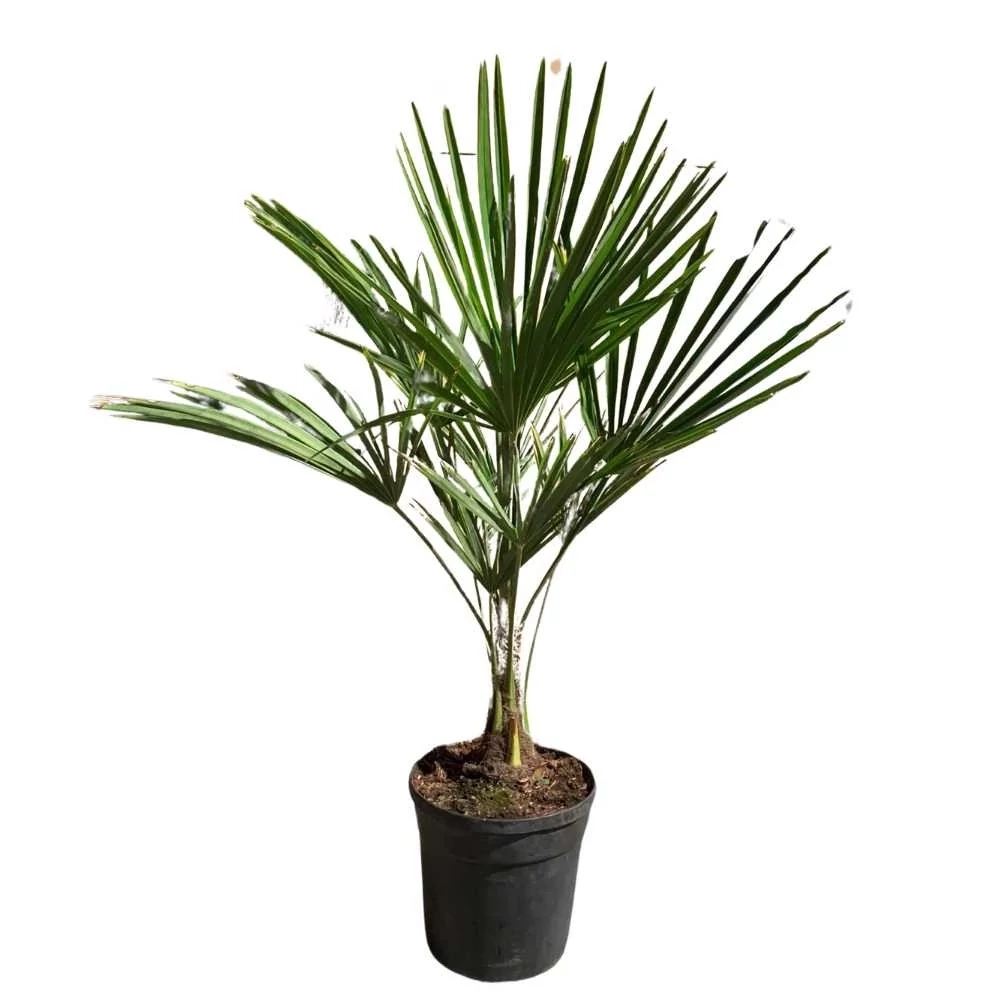 Trachycarpus fortunei - Kínai kenderpálma K20 30/40 cm