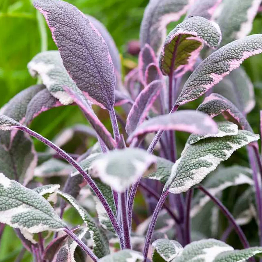 Salvia officinalis  -  Zsálya Tricolor CS14