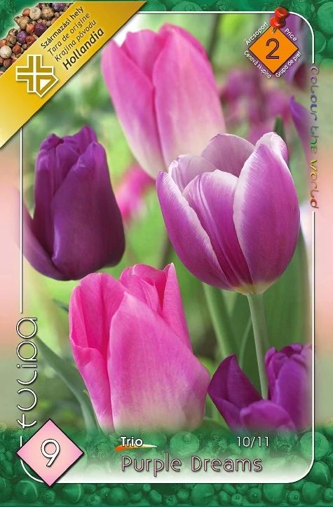 Tulipán virághagyma 9-db-os Trio Purple Dreams