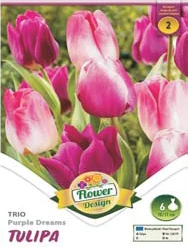 Tulipán virághagyma 6-db-os Trio Purple Dreams