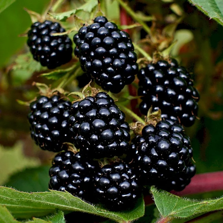 Rubus fruticosus 'Triple Crown' - Nagy termésű, ízletes fekete szeder K2 40/50