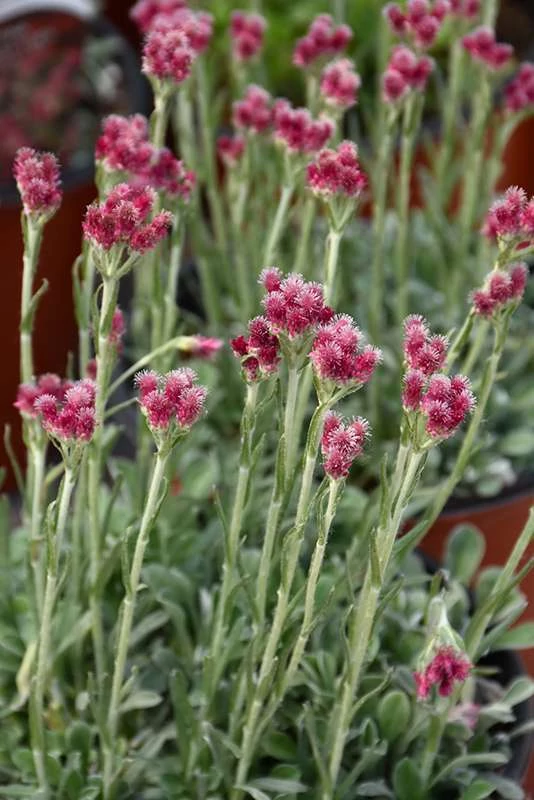 Antennaria dioica 'Alex Duguid' - Parlagi macskatalp