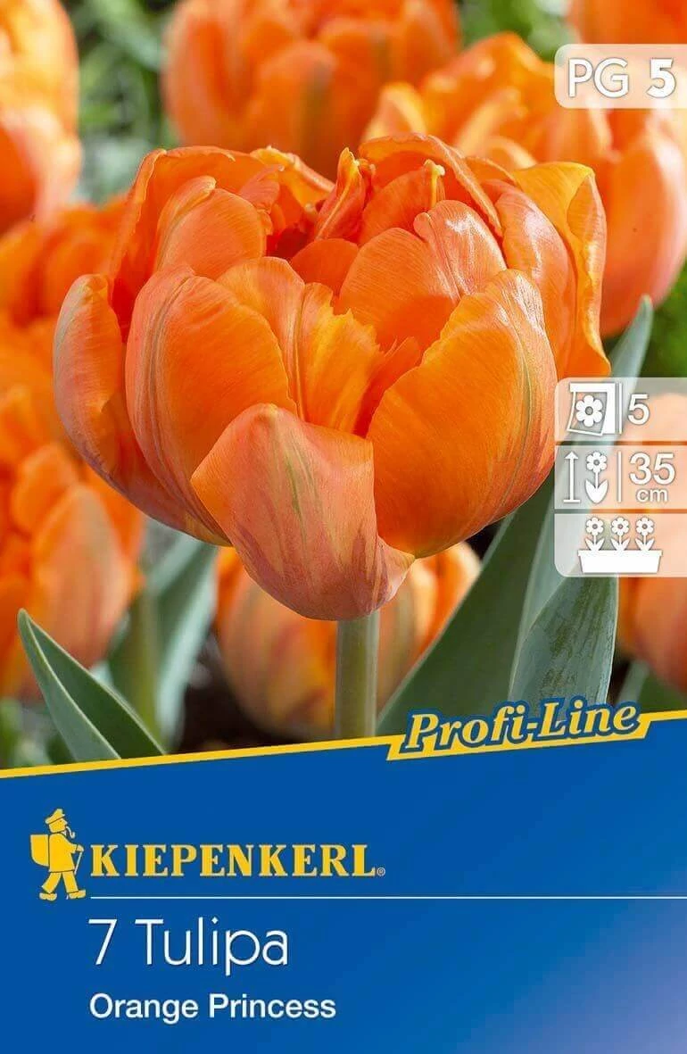 Kiepenkerl Orange Princess kései teltvirágú tulipánhagymák 7db