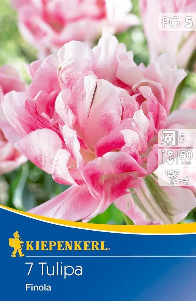 Kiepenkerl Finola kései teltvirágú tulipánhagymák 7db