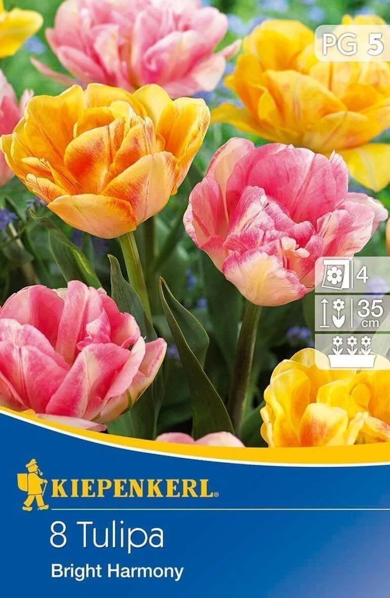 Kiepenkerl Tulipán Bright Harmony korai teltvirágú 8db