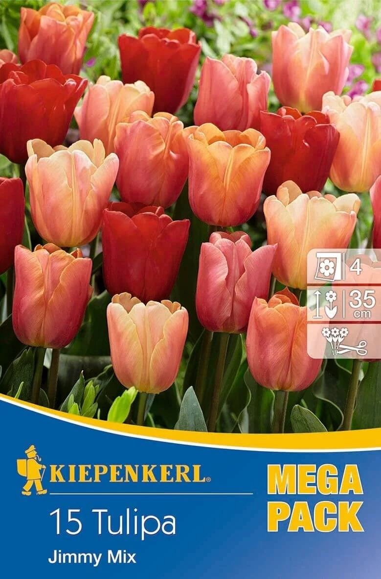 Kiepenkerl Tulipa Jimmy Mix Triumph tulipánhagymák MEGA PACK 15db