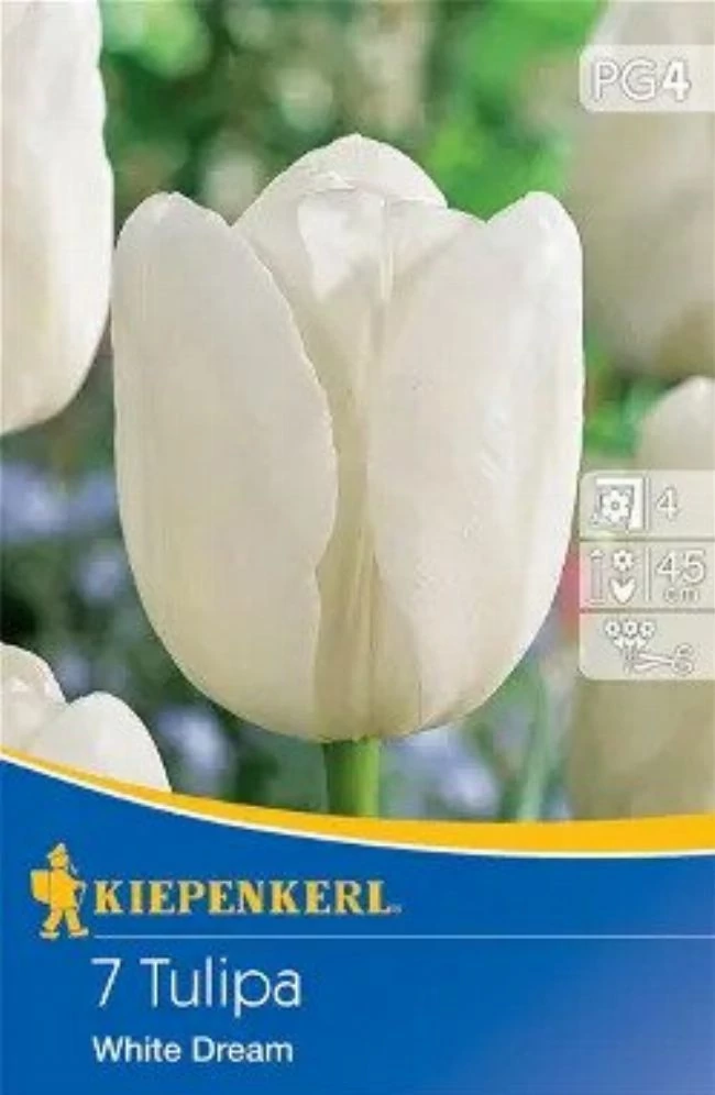 Kiepenkerl White Dream Triumph tulipánhagymák 7db