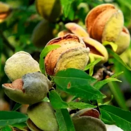 Prunus dulcis Tuono 1/2 törzses K10- Öntermékeny mandula