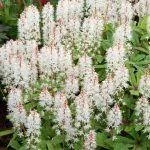 Tiarella Pink Symphony- Turbántok CS15