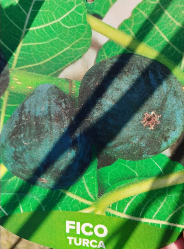 Ficus carica turca - Füge törzses K5