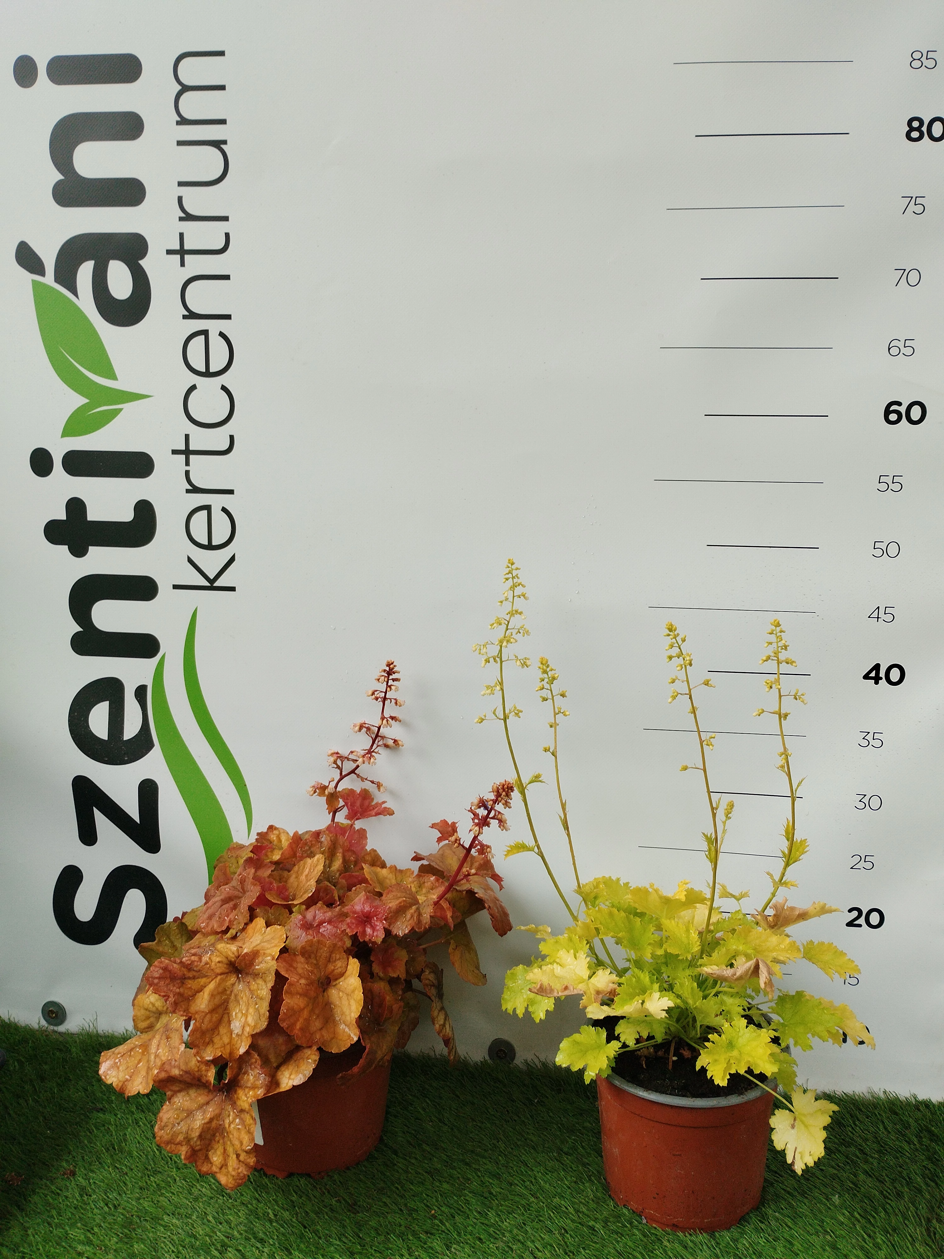 Heuchera hibridek mix - Tűzeső mix CS15