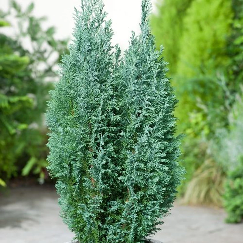 Chamaecyparis lawsoniana Ellwoodii - Ezüstös oszlopos oregoni hamisciprus 60/80 K20/30