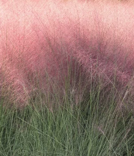 Muhlenbergia reverchonii Undaunted - Vattacukorfű CS14