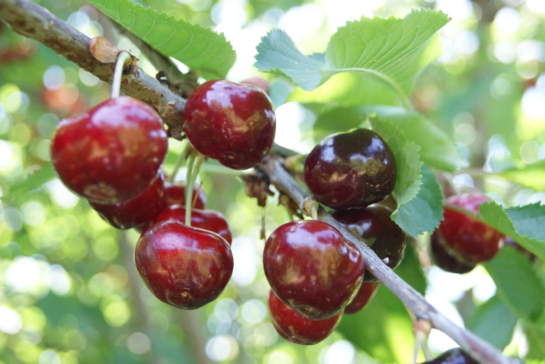 Prunus avium Bigarro Van - Cseresznye 1/2 törzses k5