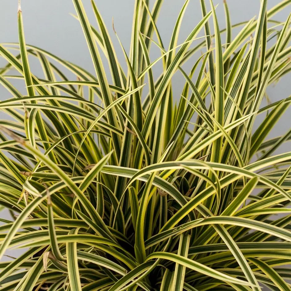 Carex osh.Morroowii Vanilla Ice sás Cs9