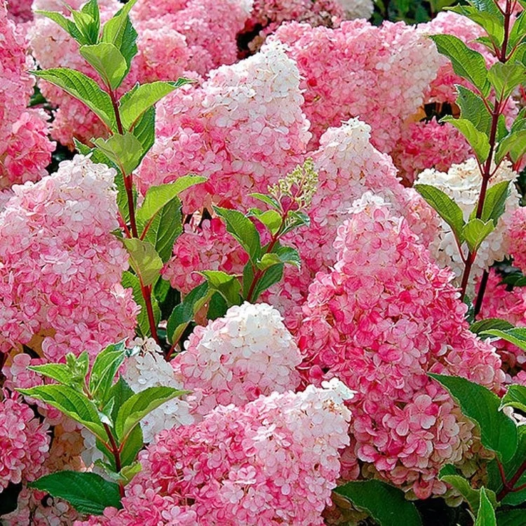 Hydrangea paniculata  Vanilla Fraise - Bugás hortenzia 40/60