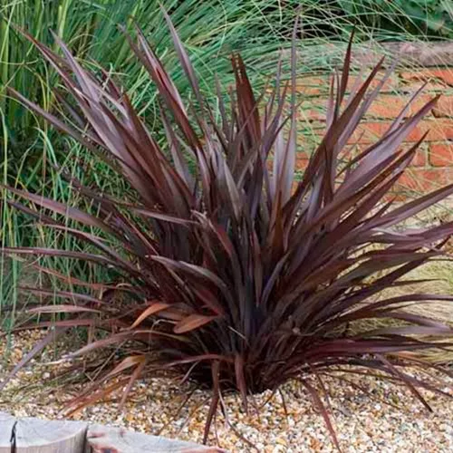 Phornium mix Downunder - Vászonfű mix PSL 3,4 