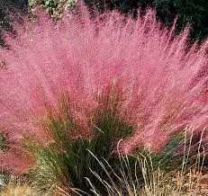 Muhlenbergia capillaris - Vattacukorfű CS13-14