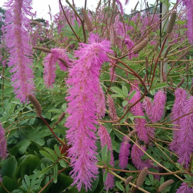 Sanguisorba hakusanensis Lilac Squirrel Őszi vérfű Cs14