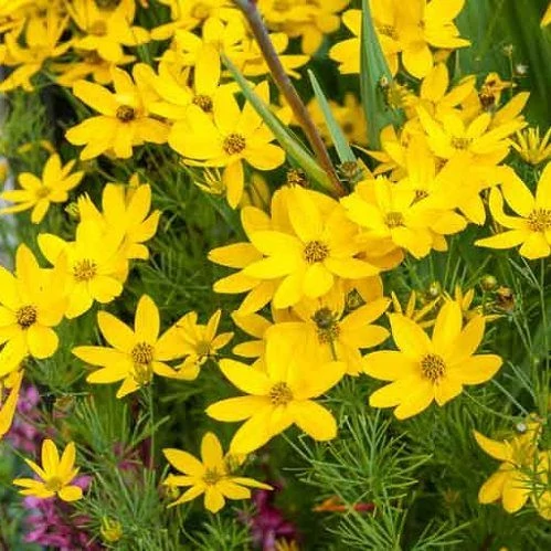 Coreopsis verticillata Zagreb - Menyecskeszem Cs9